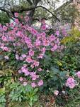 Plant name: Pamina Anemone Anemone hupehensis cv. Pamina